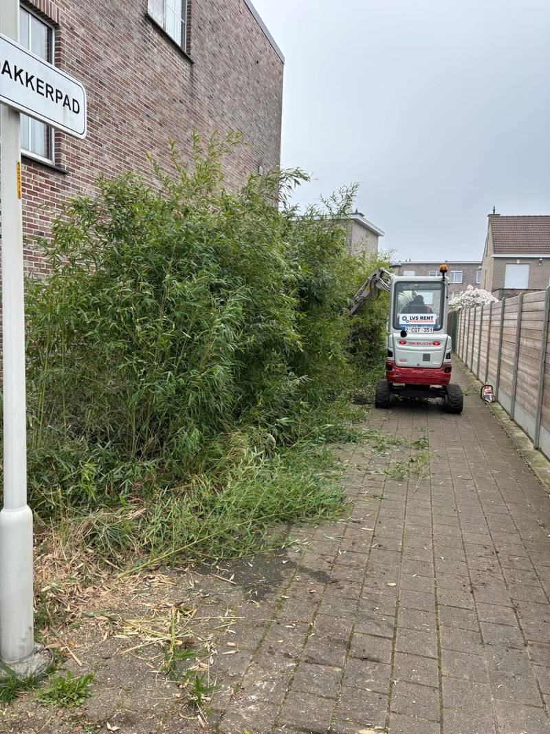Overwoekerde bamboehaag die met een minigraver wordt uitgegraven.