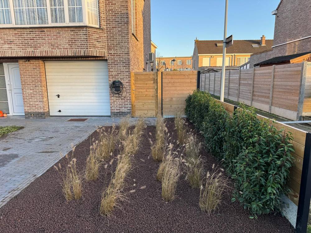 Nieuw aangeplante border met siergrassen en laurier.