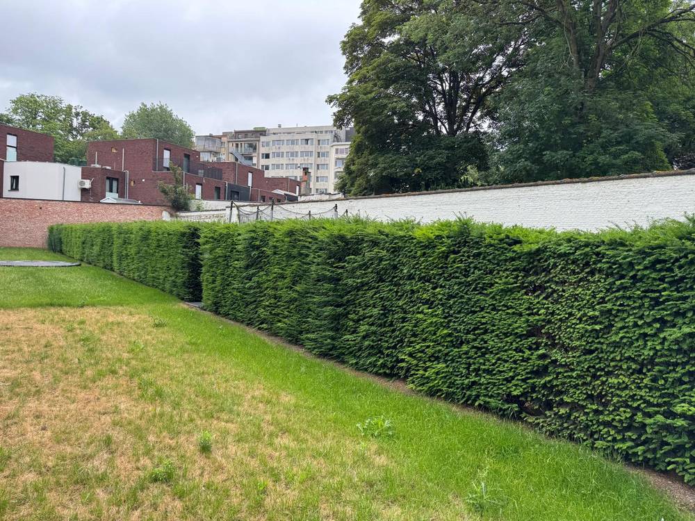 Taxushaag over de volle lengte van een stadstuin, strak in lijn geschoren.