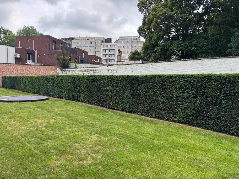 Lange taxushaag strak geschoren langs een gazon in een stadstuin.