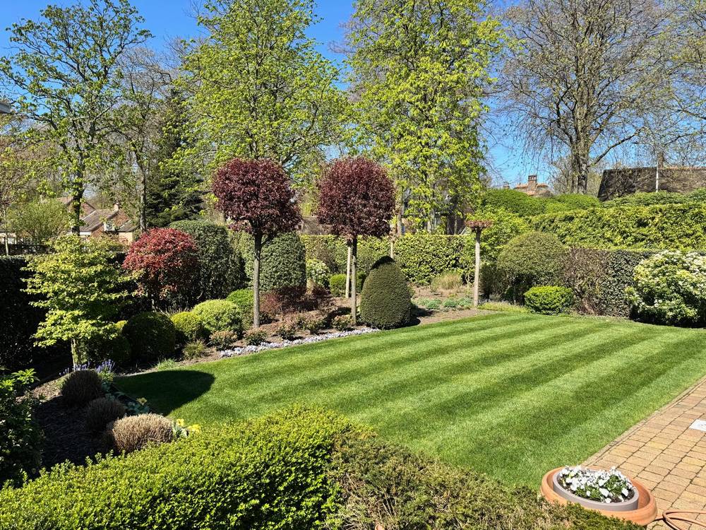Voorjaarstuin met leibomen, buxus en een pas gemaaid gazon.